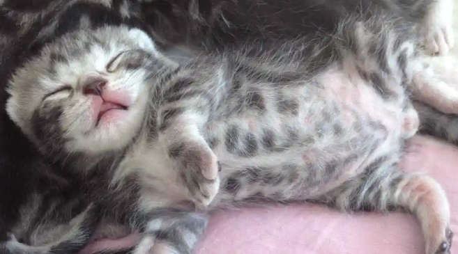 21天小猫崽会吃食吗？看看这篇文章就知道了