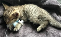 猫瘟第二条杠特别浅怎么办啊
