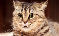猫猫吐了黄色的水是怎么回事