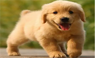 纯血统金毛犬价格