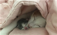 主人不在家猫咪会自己生产吗