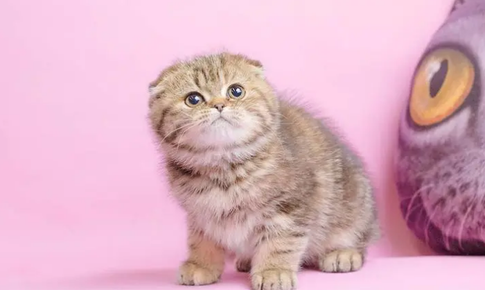 折耳猫什么颜色最贵 折耳猫什么颜色最贵