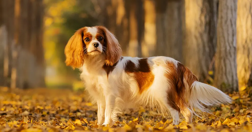 查理王小猎犬吃什么狗粮好