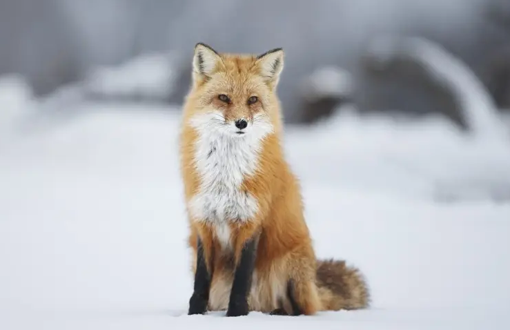 看本文如何描述的-宠物网