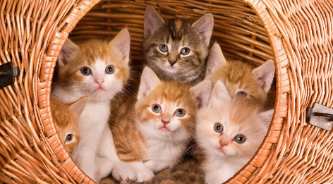 猫癣初期用什么药最有效果