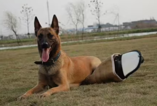 中国马犬和马里努阿犬的区别