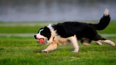 边境牧羊犬皮肤病怎么办 边境牧羊犬皮肤病怎么办