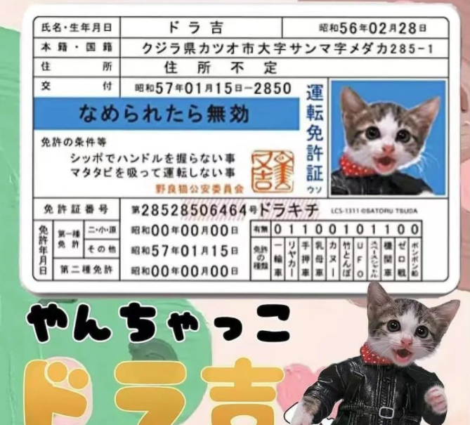 捡了4只小奶猫，却意外靠它们赚了几十亿…这是捡了财神爷啊