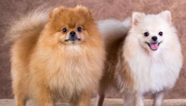 博美犬哪个品种最好看