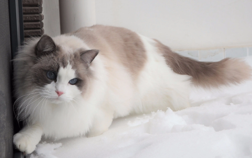 布偶猫是不是容易死 布偶猫是不是容易死