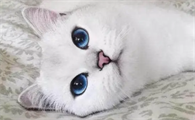 猫可以吃奶油面包吗