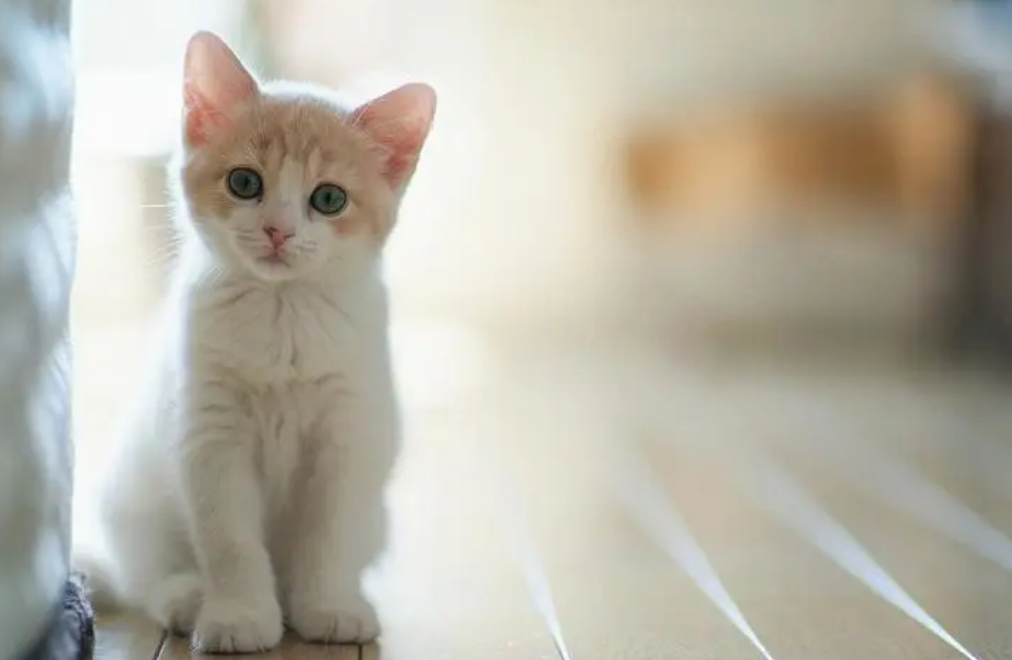 小猫咪断胡子是怎么回事