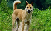 土狗从来不驱虫为啥没事