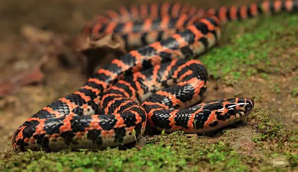 为什么赤练蛇被称为家蛇