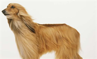 阿富汗猎犬有几种颜色