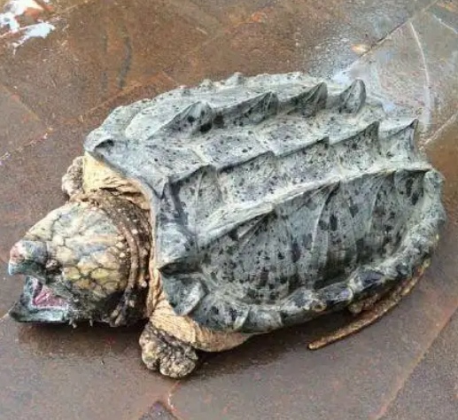 大鳄龟养大需几年