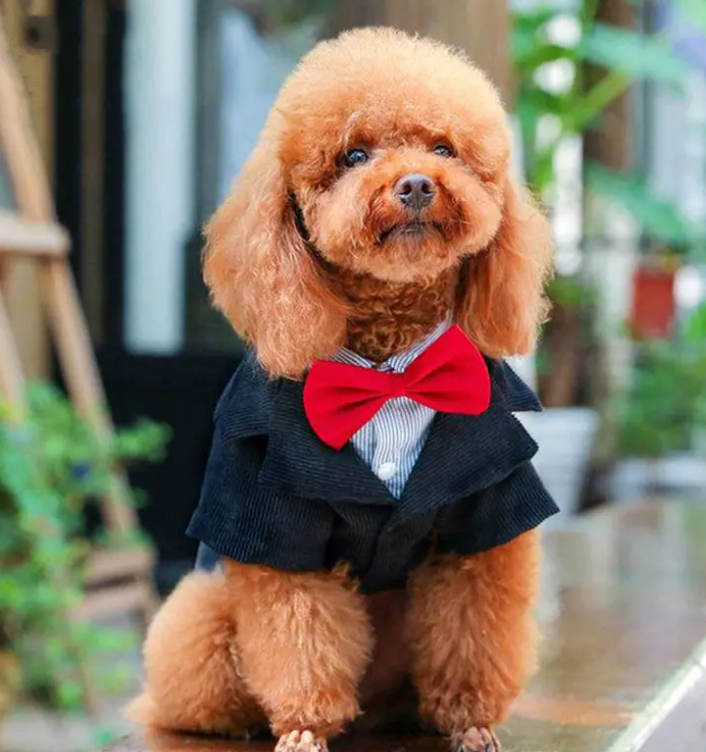 松狮犬好还是泰迪狗好