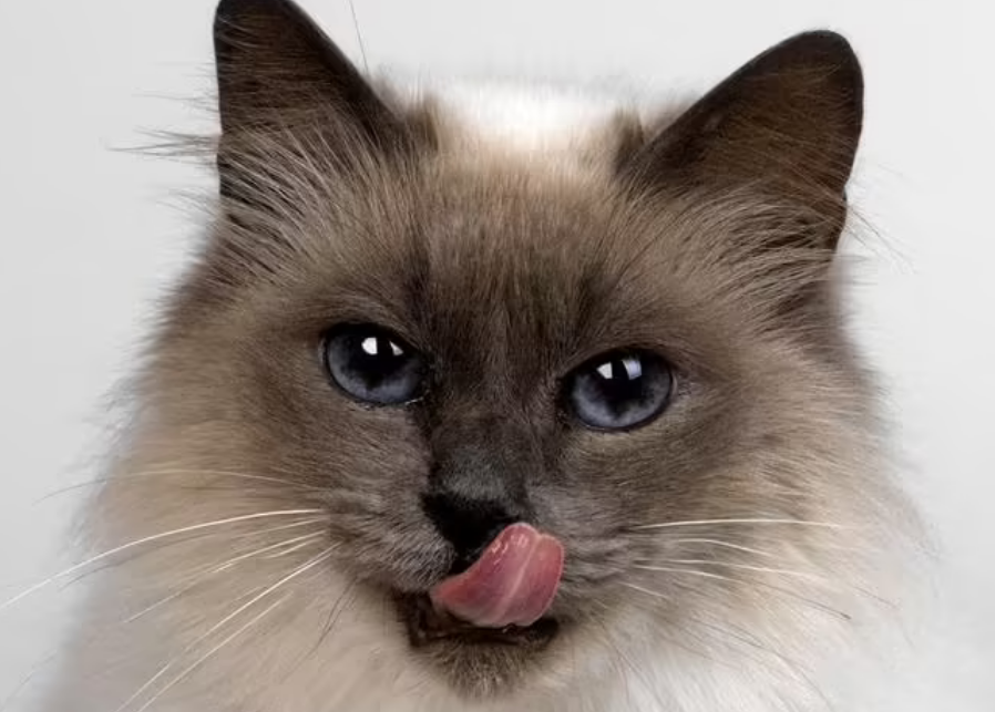 无论主人贫富贵贱，猫咪都一视同仁，这是真的吗？