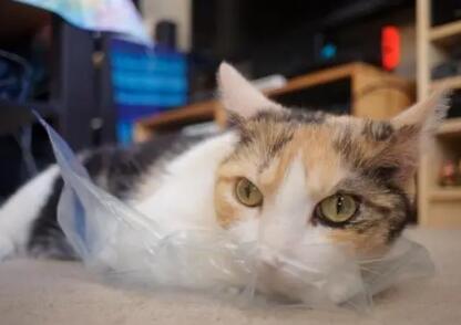 猫咪不小心吃了塑料怎么办有事吗