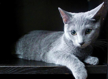 猫能吃核桃吗吃了会怎么样