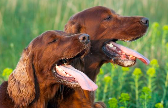 怎么判断狗有没有狂犬病毒携带