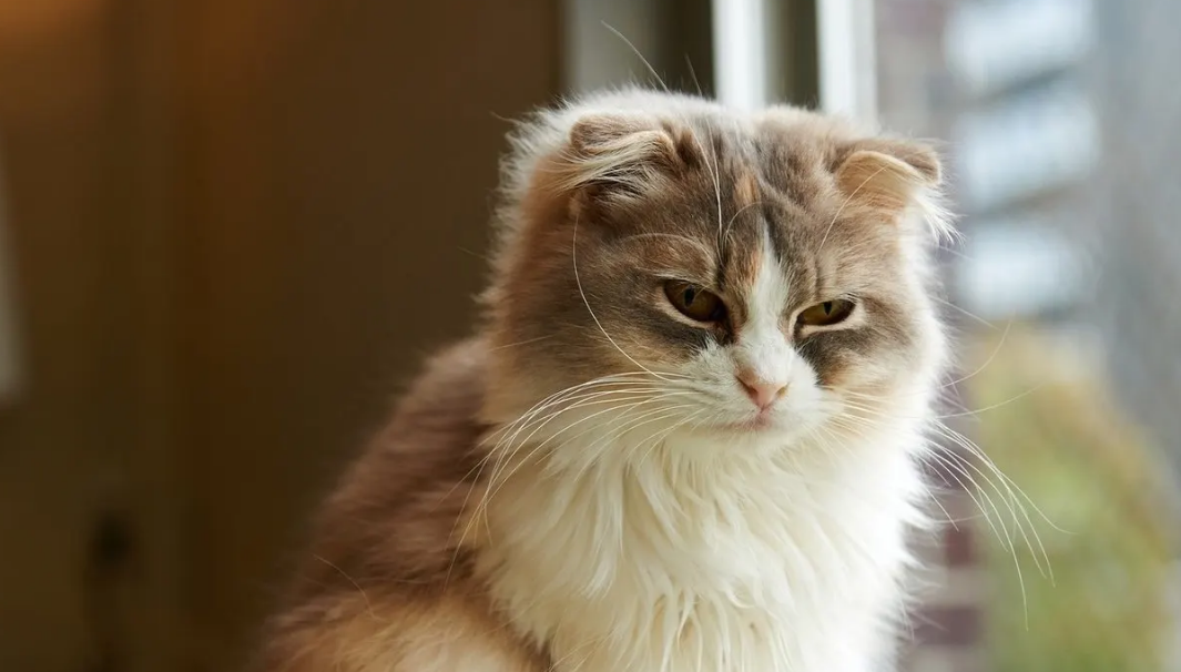 猫会吃蟑螂药吗