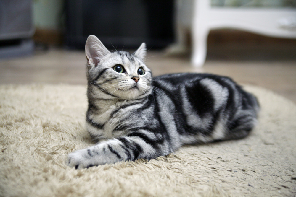 猫咪怀孕可以吃化毛膏吗 猫咪怀孕可以吃化毛膏吗