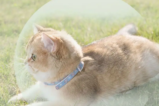 猫咪的跳蚤圈对猫有伤害吗