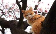 猫咪禁情粉对猫咪身体有害吗