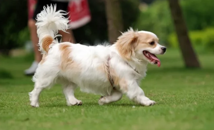 查理王小猎犬成年多重