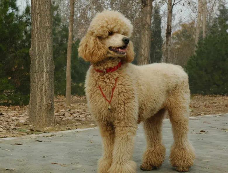 巨型贵宾犬有攻击性吗