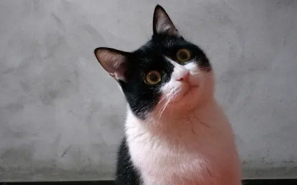 3个月的猫咪体重多少正常
