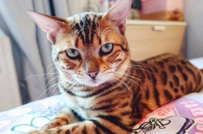 孟加拉豹猫养了后悔了