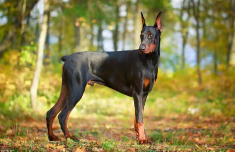 犬种大全成年图片