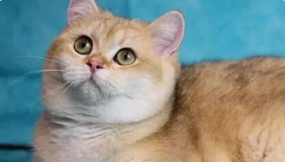 长毛猫吐毛球多久一次正常 长毛猫吐毛球多久一次正常