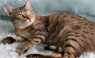 小猫生下来一动不动是不是死了