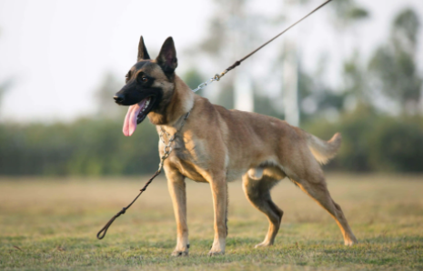 马犬你了解多少?快来看看马犬是中型犬还是大型犬? 马犬你了解多少?快来看看马犬是中型犬还是大型犬?