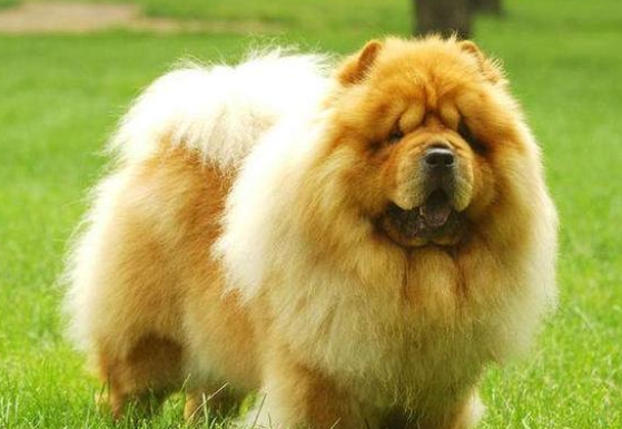 松狮犬是什么样的狗