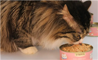 猫可不可以吃狗罐头