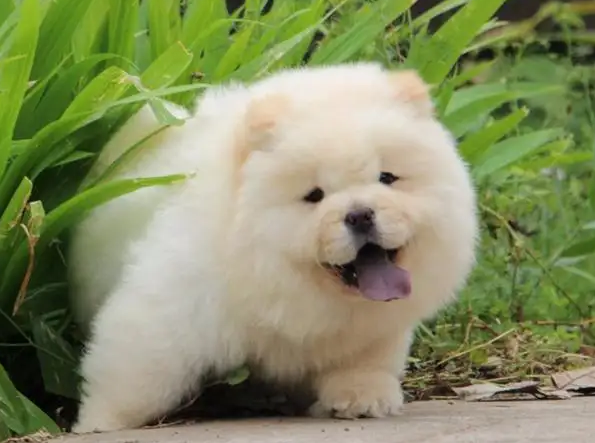 养一只松狮犬每月成本多少