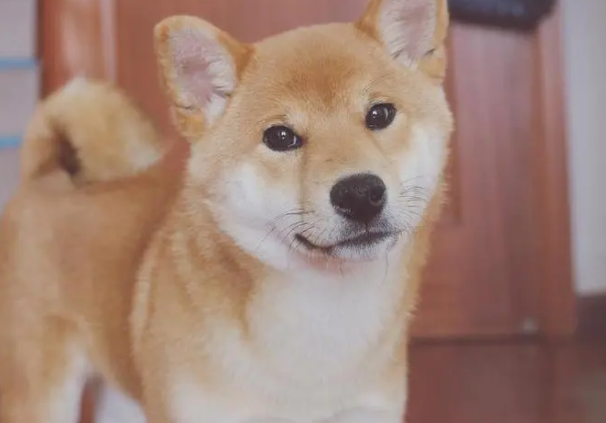 柴犬粘人吗,柴犬脾气好吗 柴犬粘人吗,柴犬脾气好吗
