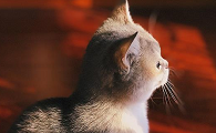 猫是怎么得猫癣的呢