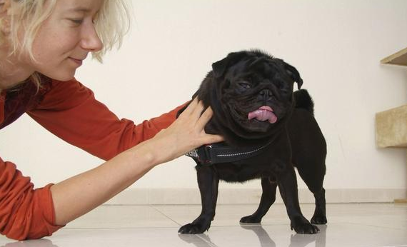 哪里有卖黑色巴哥犬