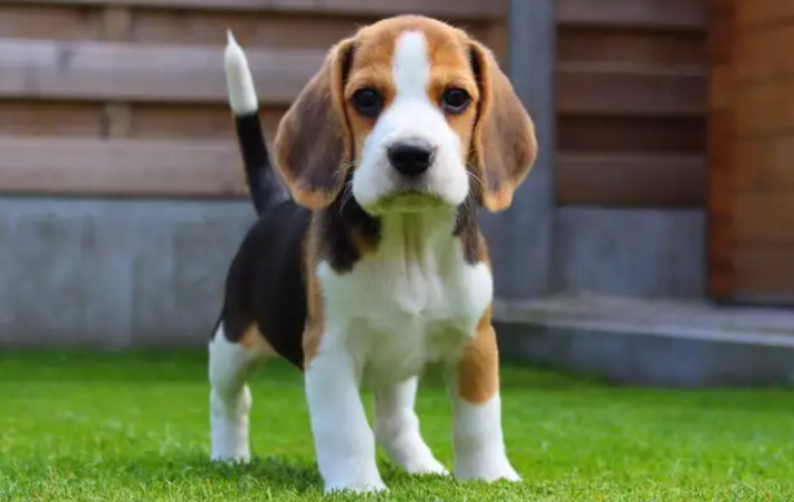 比格犬幼犬怎么挑选