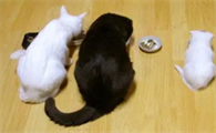 一个月的小猫可以吃鸡肝吗
