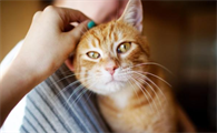 猫抑郁的原因及表现症状