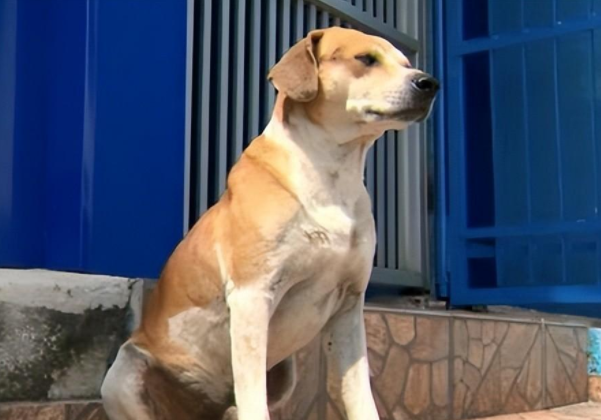 狗妈妈临近生产,居然懂得去医院求助,狗爸紧随其后暗中保护 狗妈妈临近生产,居然懂得去医院求助,狗爸紧随其后暗中保护