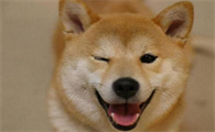 1500的柴犬是真的吗
