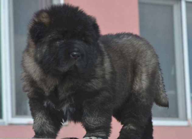 高加索犬幼犬价格