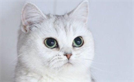 小猫在空调开多少度比较合适